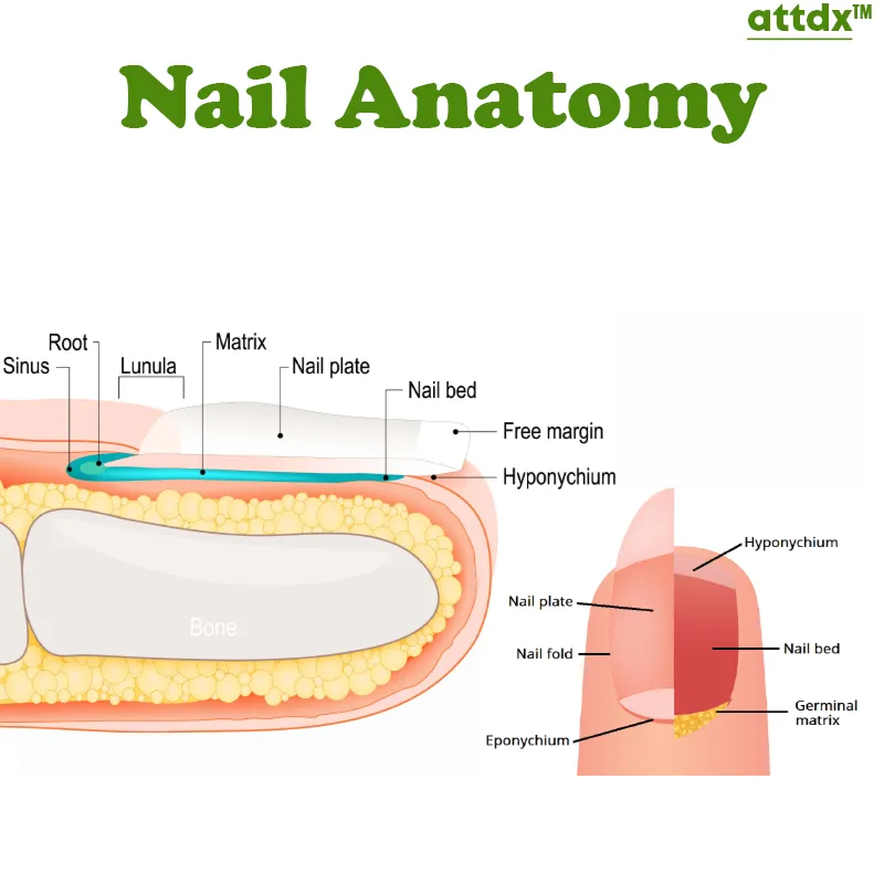 ATTDX FootRenewal Nail Restoration Patch